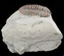 Flexicalymene Trilobite From Ohio #47292-1